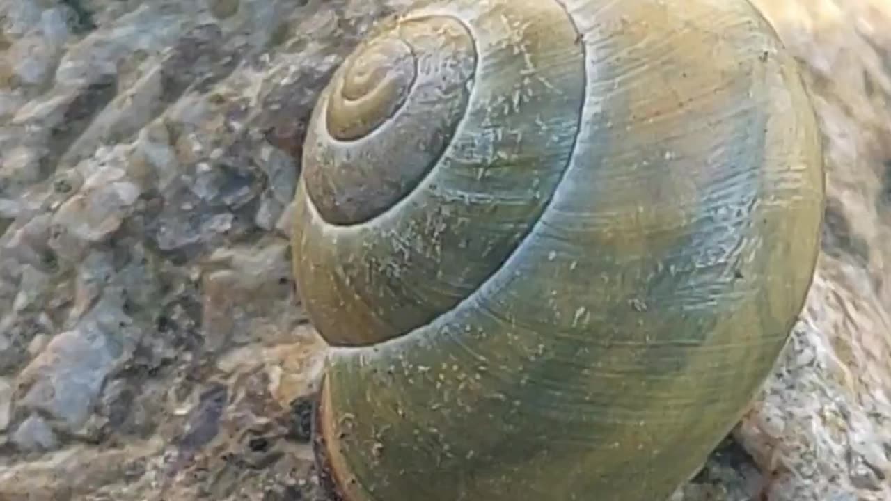 Relaxation: Serene Garden Moments: Mesmerizing Snail's Graceful Journey: #shorts #journey #snail