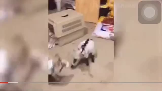OMG ๐ฎ itโs cool to keep funny animals as pet they gonna make your day...lol ๐๐๐