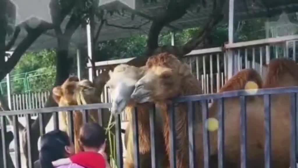 To tug of war with camels