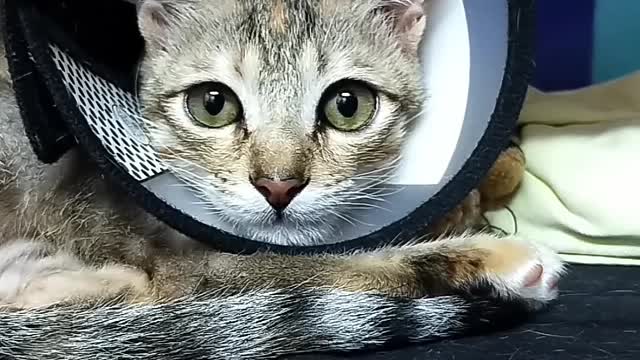 Cute cat