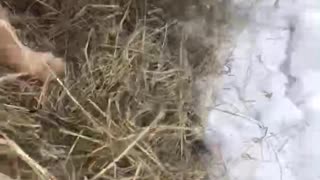 Red Heeler Helps With Chores