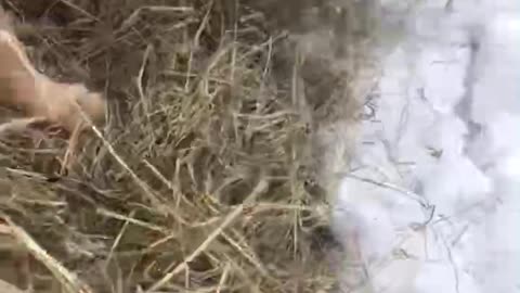 Red Heeler Helps With Chores