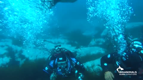 Dance of the Leopard Seal in Antarctica