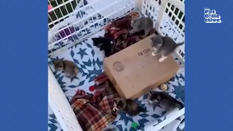 20 Minutes of Adorable Kittens - #cat #cute #kitten #pets #meow #videos #shorts #dog