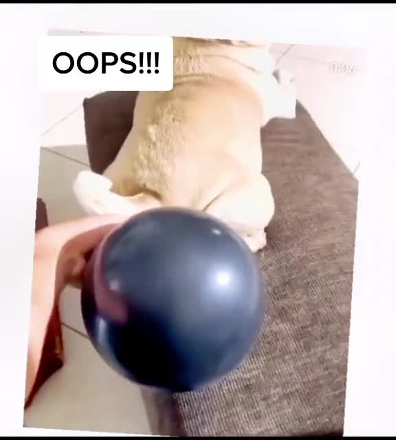 Prank with grandma me and dog