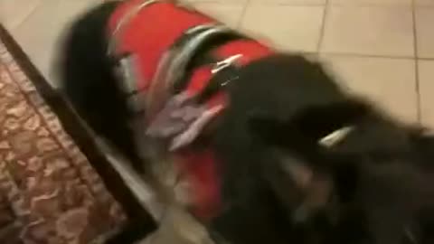 Fiona tug o'war at starbucks