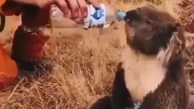 surviving koala after severe fire