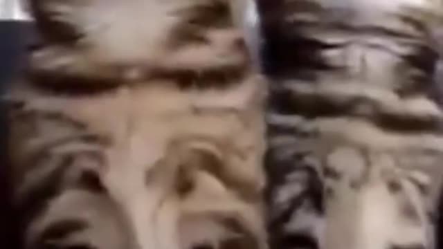funny content