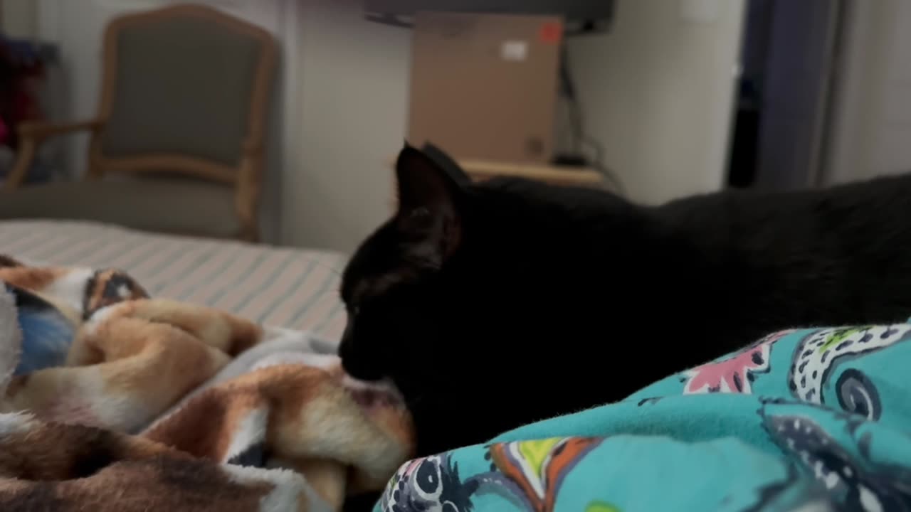 Adopting a Cat from a Shelter Vlog - Cute Precious Piper Has a Quiet Kitten Moment