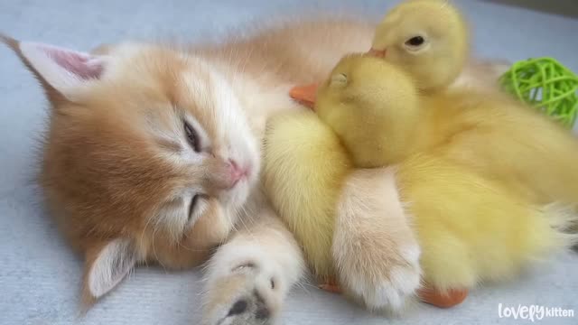 - Ducklings want to sleep with the kitten_