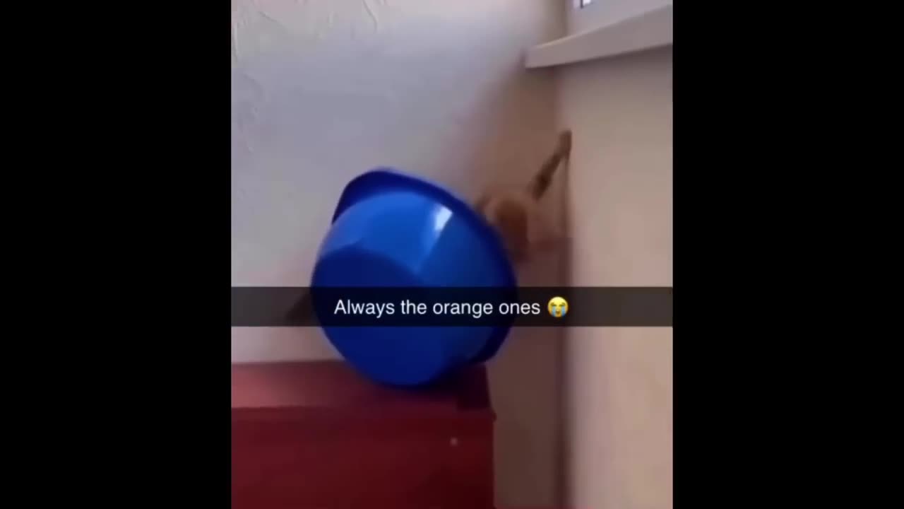 Try Not to Laugh😂 30 Mins of Funny Cats & Dogs Videos🦁🐶🤣