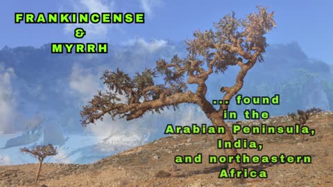 FRANKINCENSE & MYRRH Therapeutic Resins