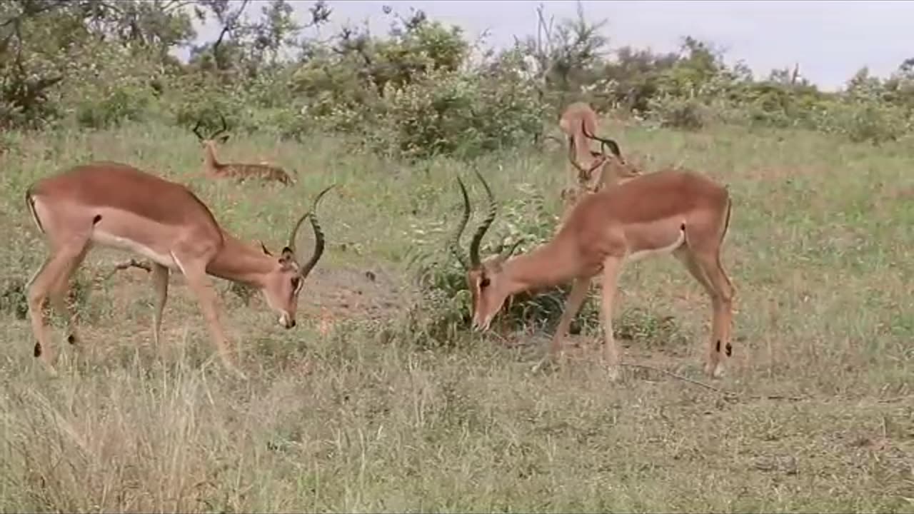 Deer Fighting in jungle