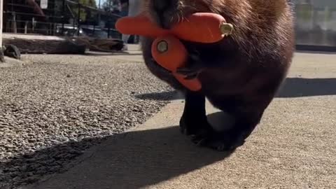 Wonderful Animals