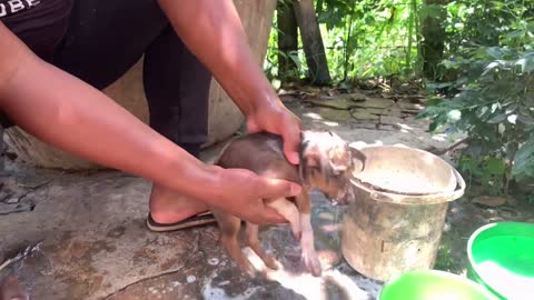 rescatar al cachorro Aiuta il cucciolo Pet rescue|Rescue abandoned puppy in the garbage @AnimalsCare