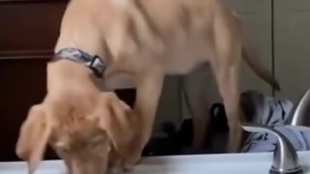 Funny Dog Compilation! 2022