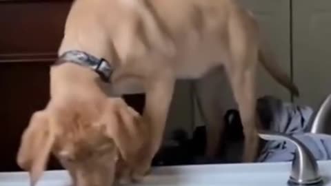 Funny Dog Compilation! 2022