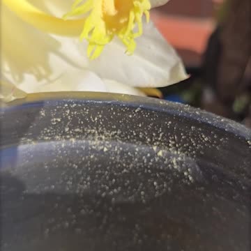 Hand Pollinating Dragon Fruit with Frozen Pollen