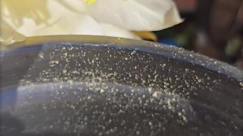 Hand Pollinating Dragon Fruit with Frozen Pollen