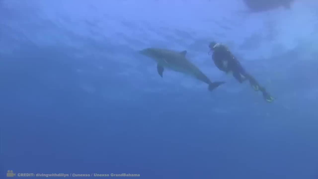 These Animals Don't Forget Their Owners After Years | Animal Reunion