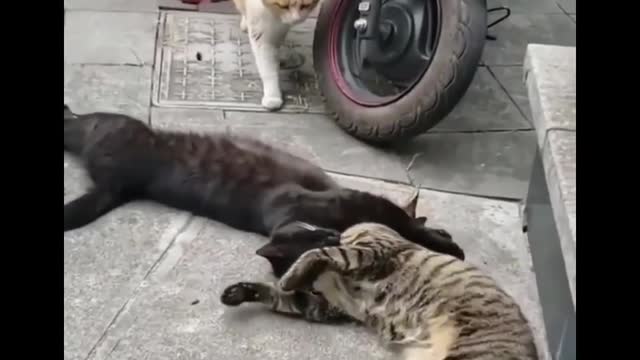 Funny Cats