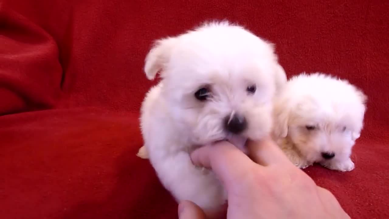 Baby bichon