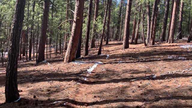 Hiking Through Ponderosa Pine City – Whychus Creek – Central Oregon