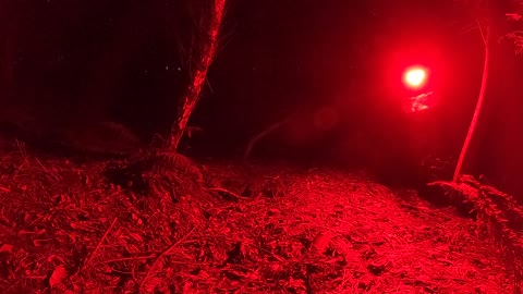 Night lapse in the woods 10th Sep 2022