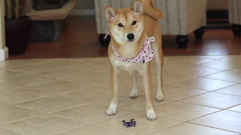 Smart dog playing with a drone