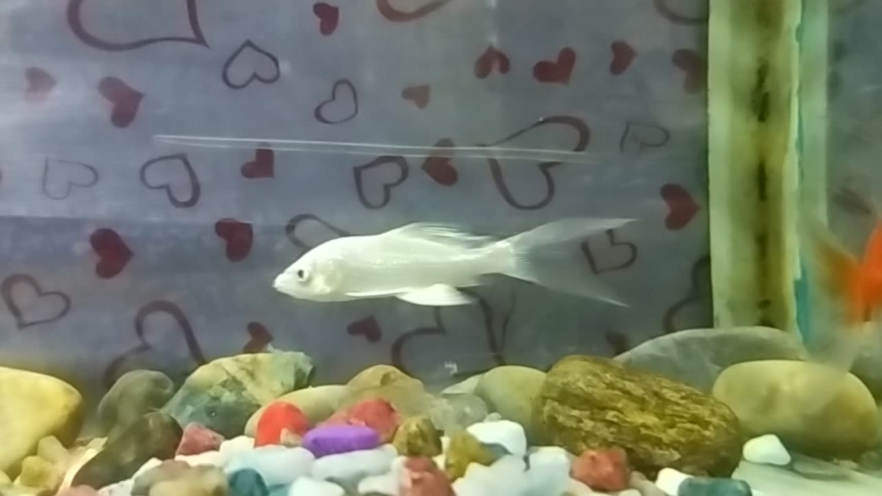 Cute acuriyam fish