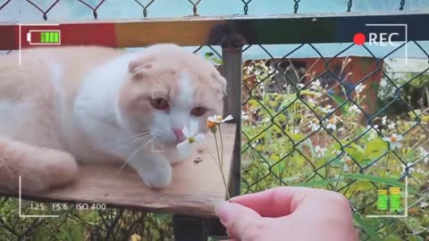 How British Shorthair Cat Reacts When Seeing_Stranger_Running or Being Friendly?/ Viral Cat😍