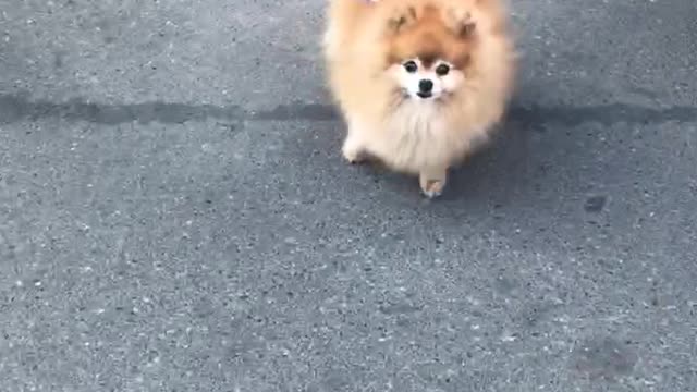 Taking a walk with my Pomeranian dog for the new year 2023! #shorts #viral #Pomeraniandog