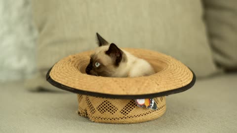 Adorable Cat Playing Inside a Hat | Funny & Cute Cat Moments"