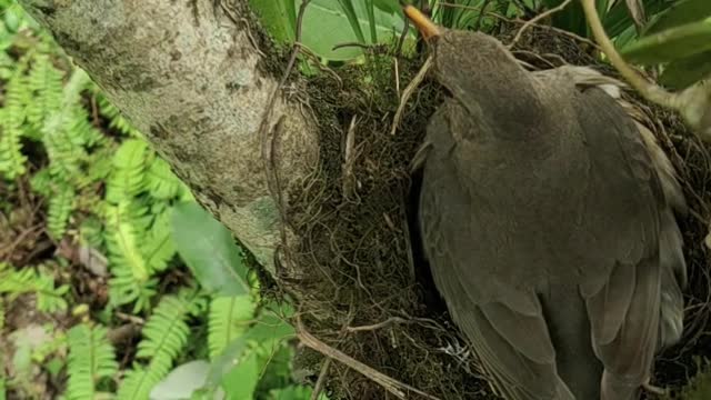 Birds nice family