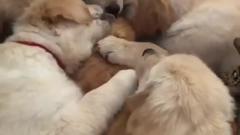 cat in the arms of dogs