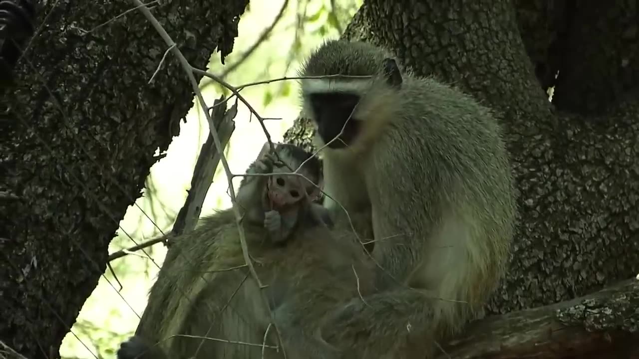 Lions is King But Fail! Mother Bear Save Her Baby From Puma Hunting, Giraffe vs Lions