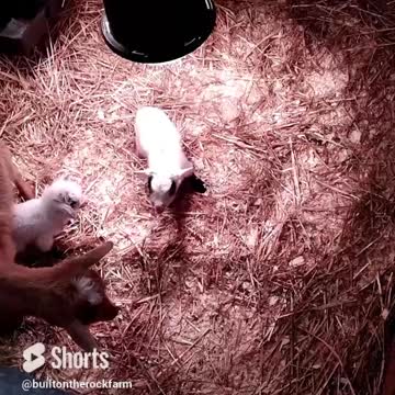 Baby Goat Screams When You Say "Sweety"/Nigerian Dwarf Doeling