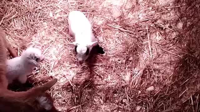 Baby Goat Screams When You Say "Sweety"/Nigerian Dwarf Doeling