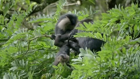 Langurs playing on the vines