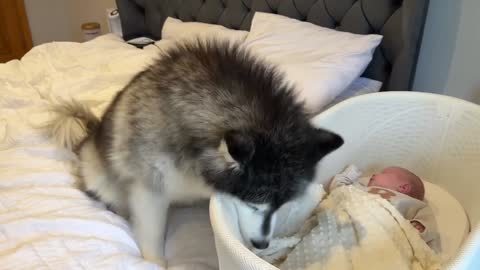 Curious Dogs Watch Over Newborn Baby! They Try To Mother Him!!