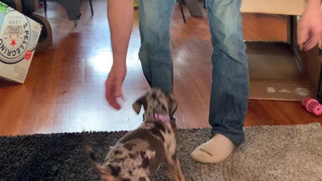 Catahoula Puppy Chews on Feet