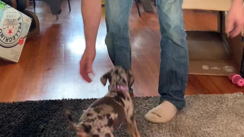 Catahoula Puppy Chews on Feet