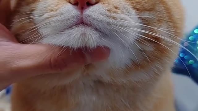 This kitten looks a little pathetic