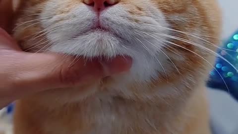 This kitten looks a little pathetic
