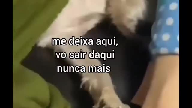 Siga @Animalgram_Memes para mais