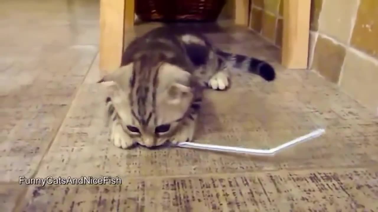 Adorable cats playing