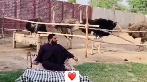 Ostrich farm ❣️
