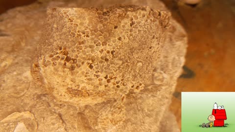 close ups rocks and fossils from my yard deep underground