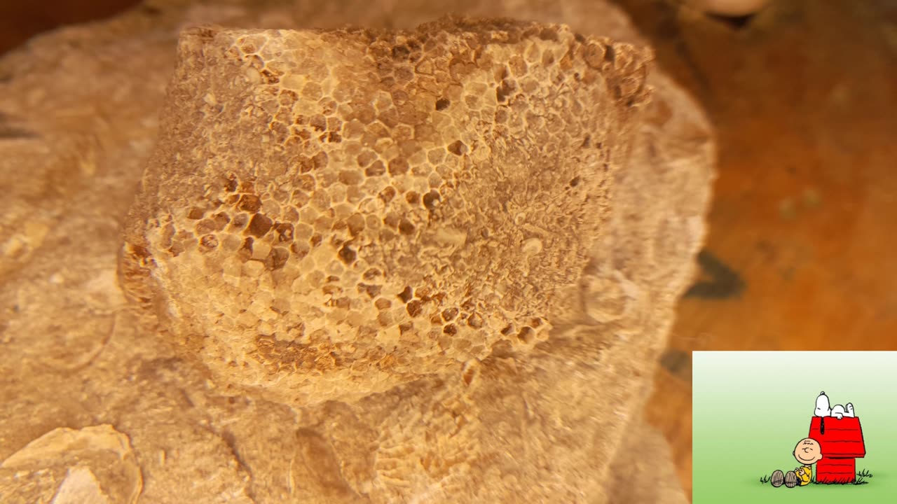 close ups rocks and fossils from my yard deep underground