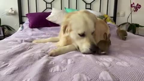 Lovely Golden Retriever Welcomes Cute Baby Bunnies!